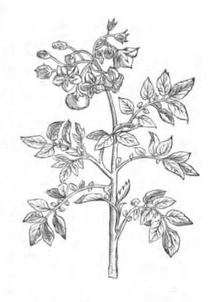 File:Roze fig.26.png