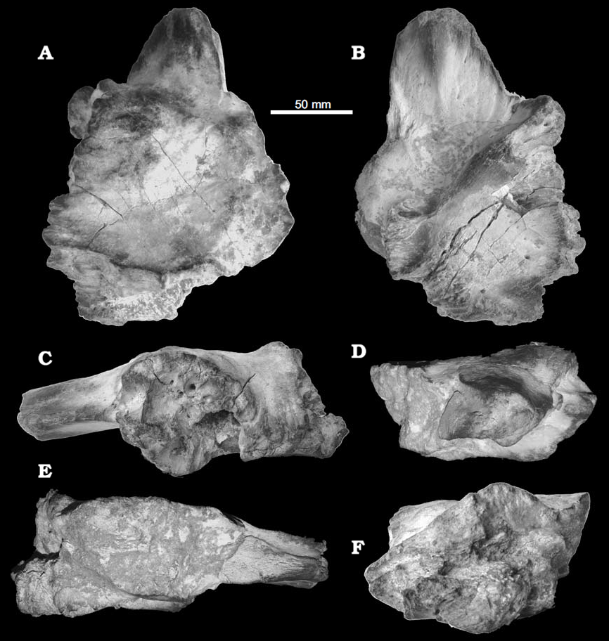 Sauroniops holotype.png