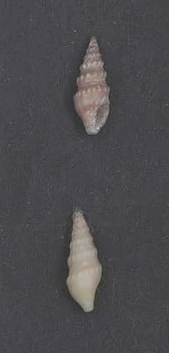 <i>Splendrillia woodsi</i> Species of gastropod