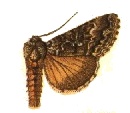 <i>Syngrapha alias</i> Species of moth