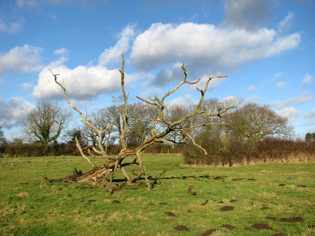 File:The skeleton of a tree - geograph.org.uk - 1124248.jpg