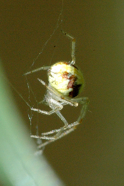 File:Theridion.varians.2.jpg