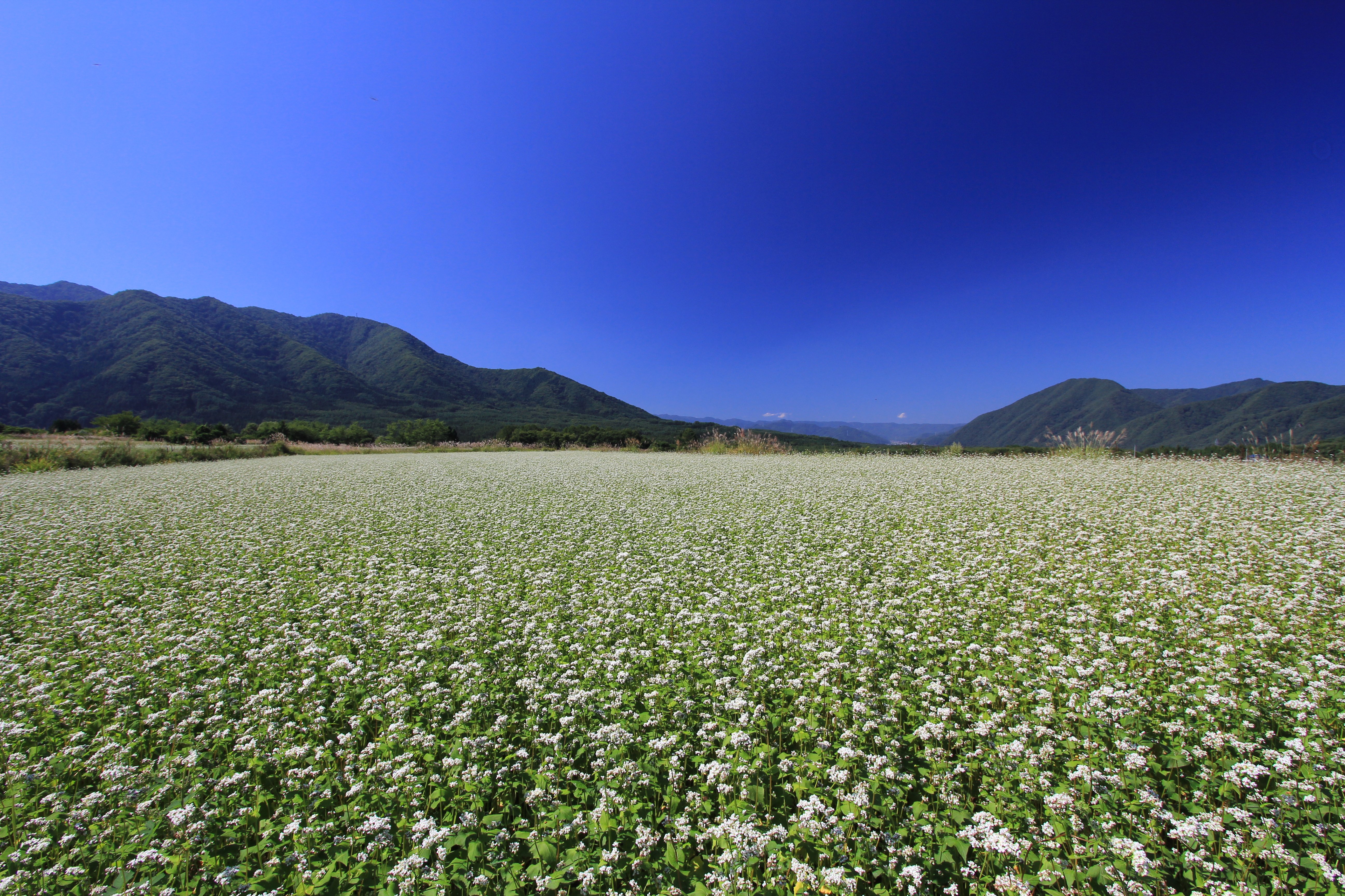 File 猿楽台地のそば畑 Panoramio 5 Jpg Wikimedia Commons