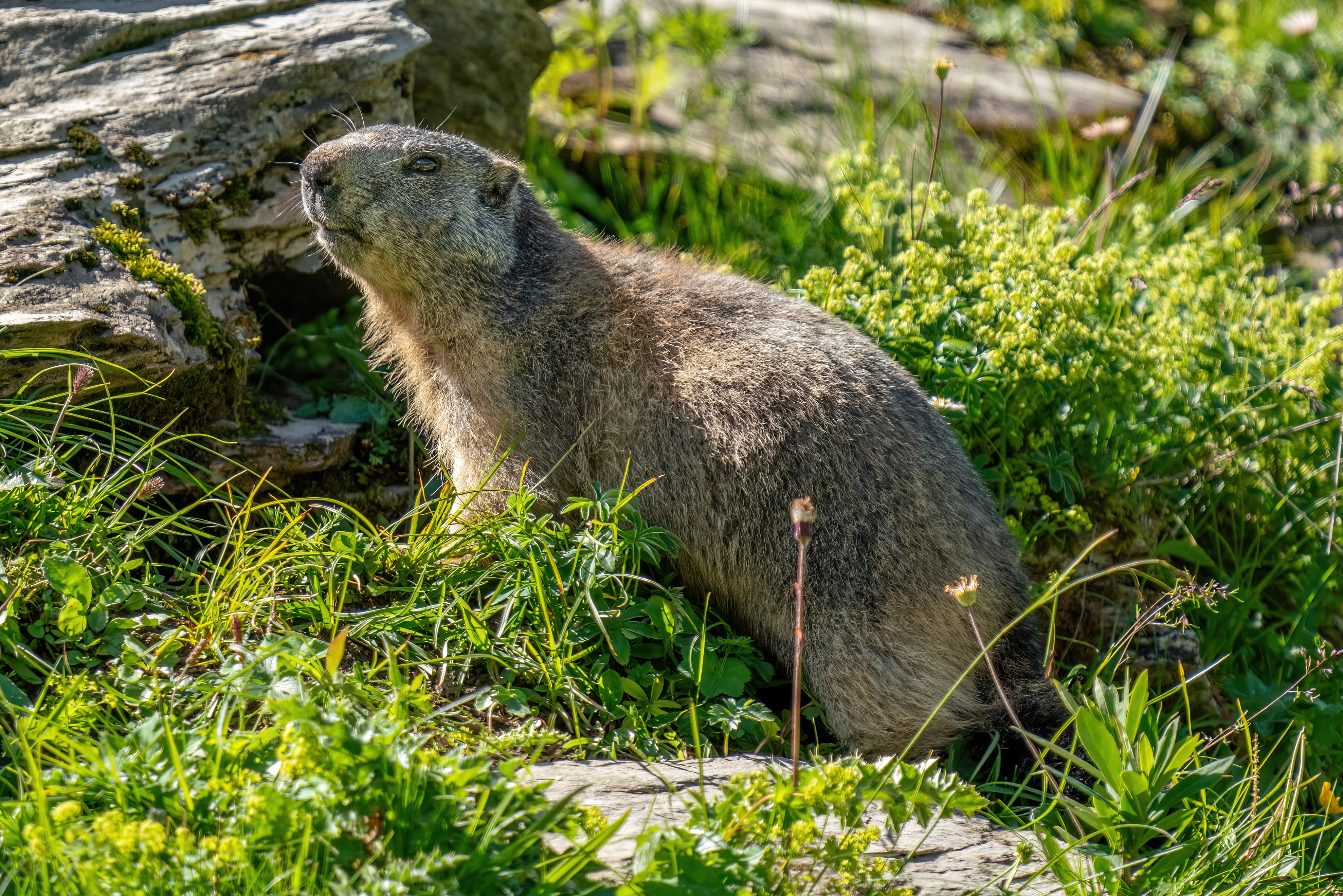 1000 sabords 1 – Plateau Marmots