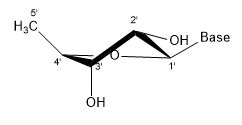 File:2' endo.jpg