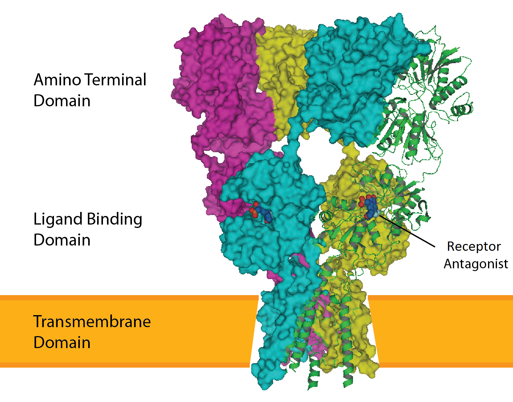Xport-A functions as a chaperone by stabilizing the first 5 transmembrane  domains of Rhodopsin-1