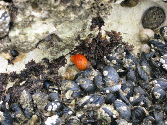 File:A whelk that likes to stand out in a crowd^ - geograph.org.uk - 1335711.jpg