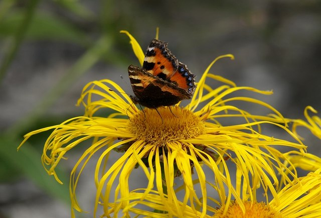 File:Aglais urticae on Inula, Dartington - geograph.org.uk - 1401516.jpg