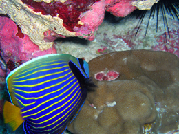 Emperor Angelfish and hump coral - Howland Island NWR.
