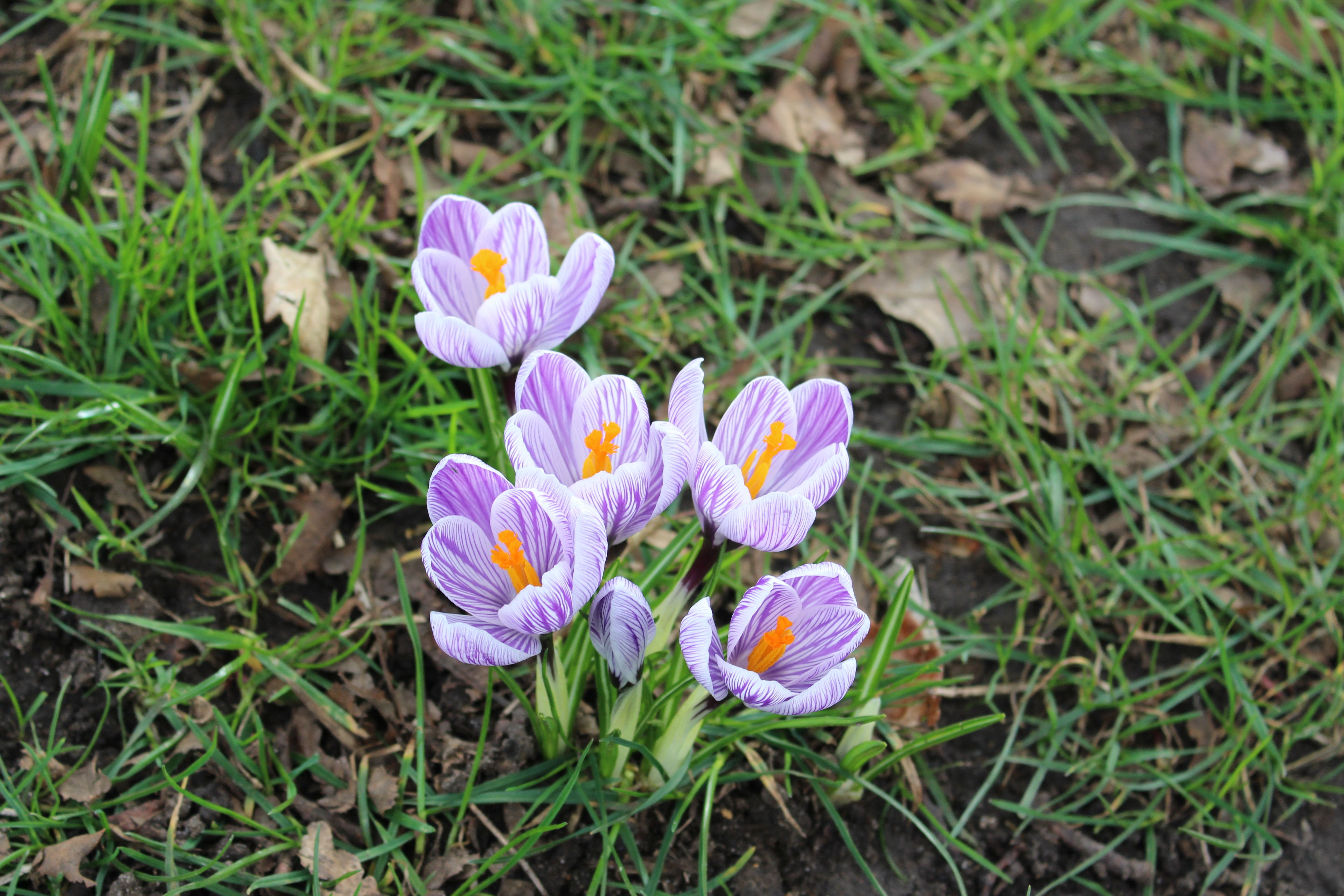 Крокус тв. Crocus vernus (l.) Hill.