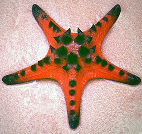 Protoreaster Nodosus Wikipedia