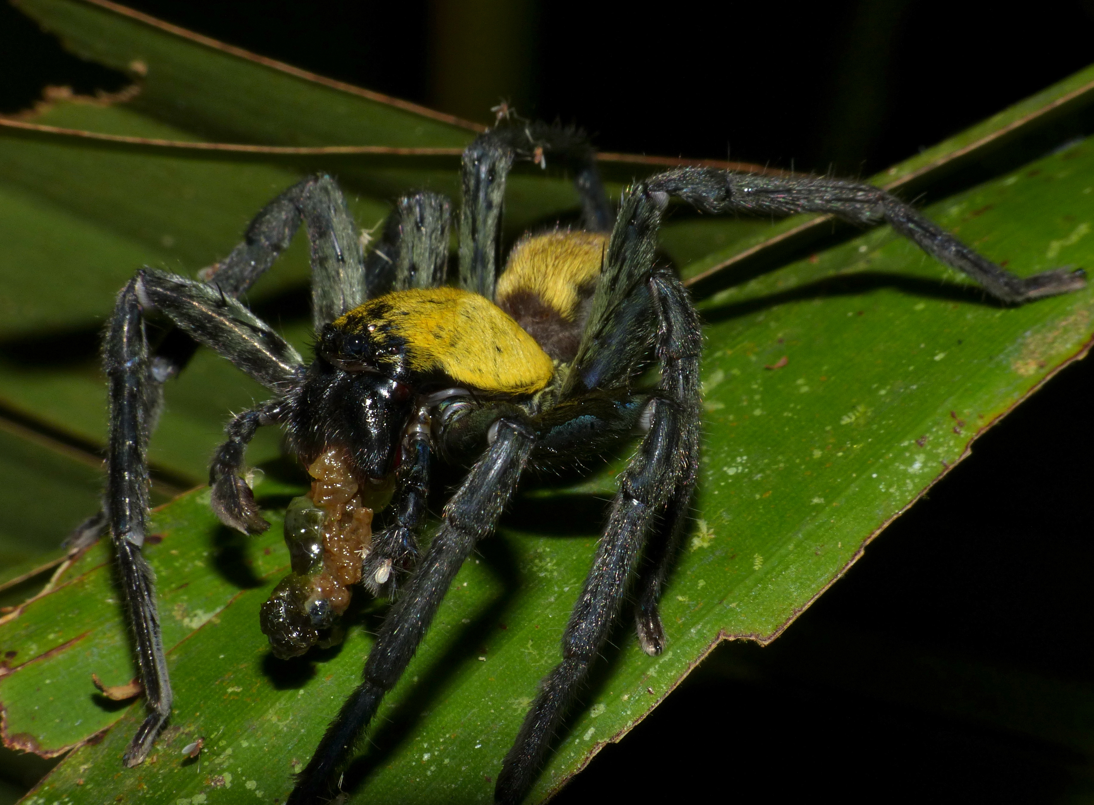 File Black And Gold Huntsman Spider Thelcticopis Sp 15527198976 Jpg Wikimedia Commons