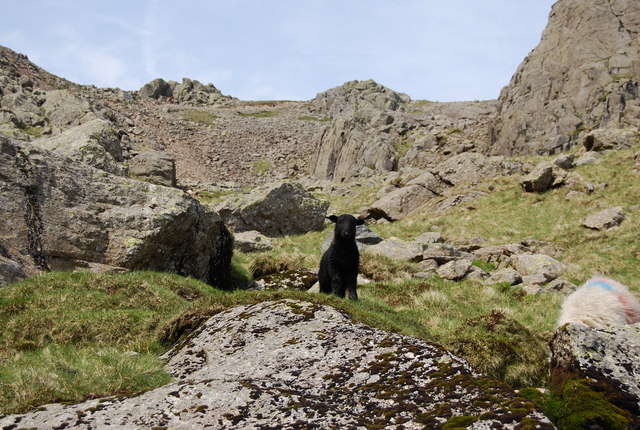 File:Black Lamb below Mickledore - geograph.org.uk - 1330035.jpg