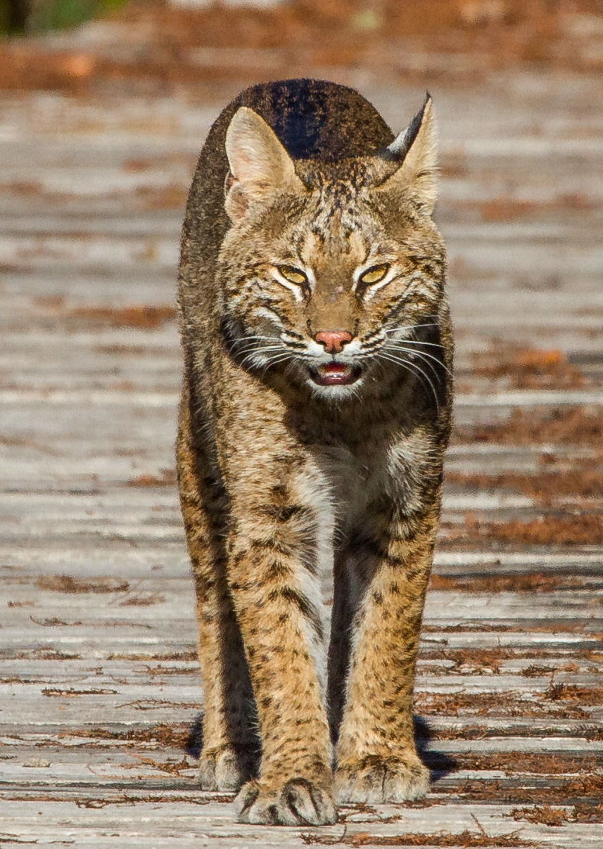 champú raíz Miau miau Lynx rufus - Wikipedia, la enciclopedia libre