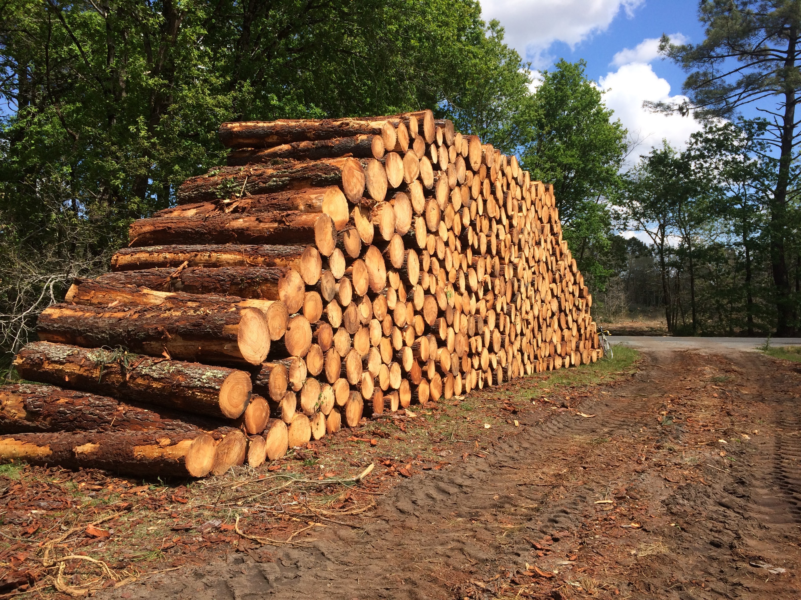 Fichier:Bois coupé en bordure de chemin.jpg — Wikipédia