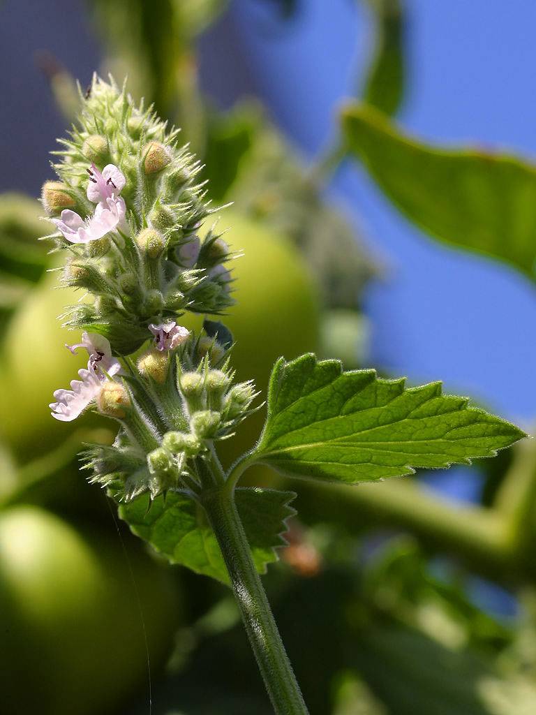 Nepeta cataria - Wikipedia