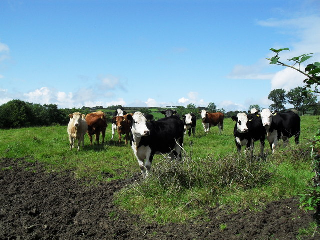 File:Cattle at Lurganearly - geograph.org.uk - 1446672.jpg