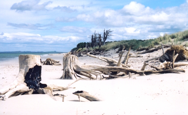 File:Coastal erosion at Culbin - geograph.org.uk - 13036.jpg