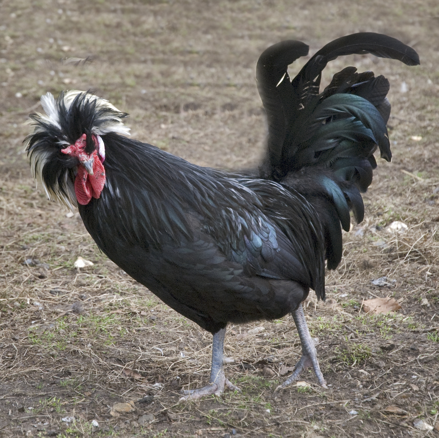 Cockerel (5606894854).jpg