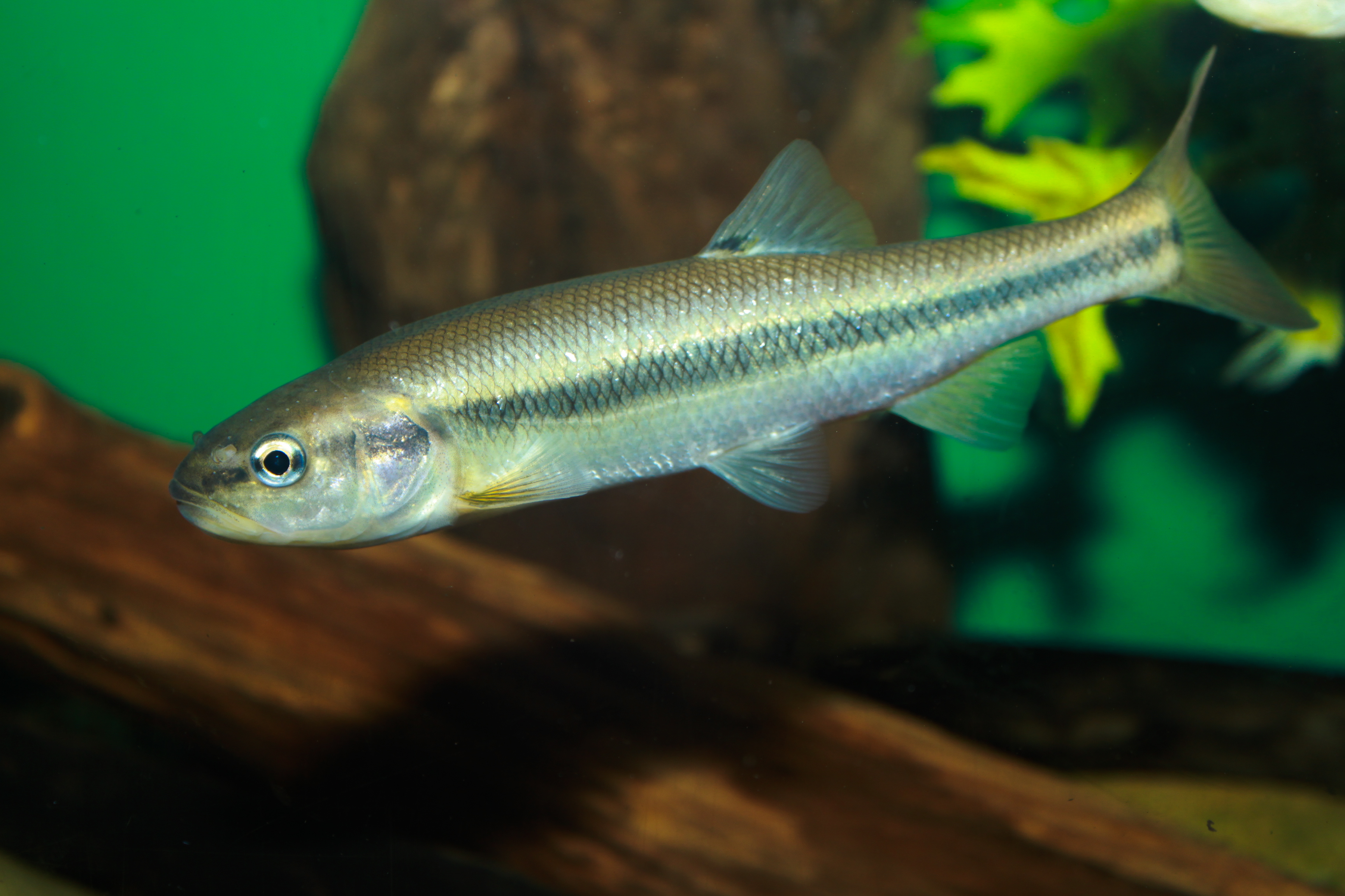 Creek chub, Creek chub (Semotilus atromaculatus) photograph…