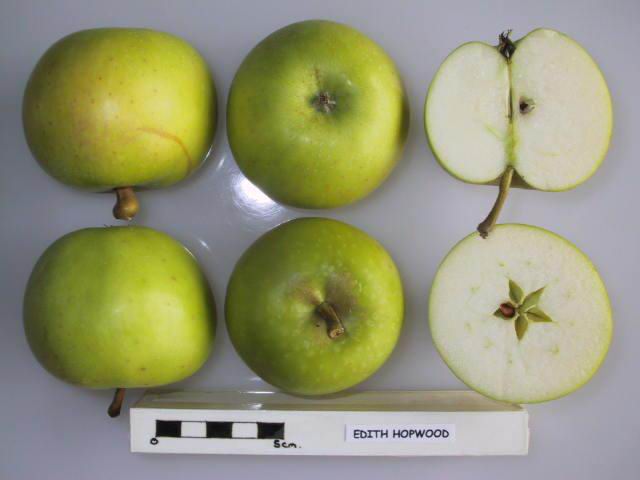 File:Cross section of Edith Hopwood, National Fruit Collection (acc. 1925-029).jpg