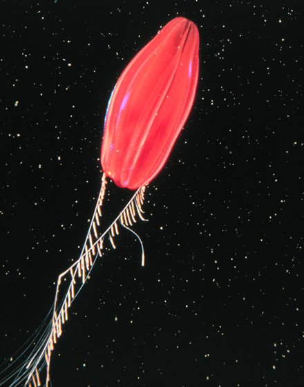 Nepheloctena spp, formerly known as "Tortugas red", with trailing tentacles and clearly visible sidebranches, or tentilla