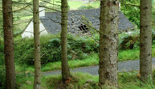 Disused cottage, Rostrevor forest - geograph.org.uk - 952805