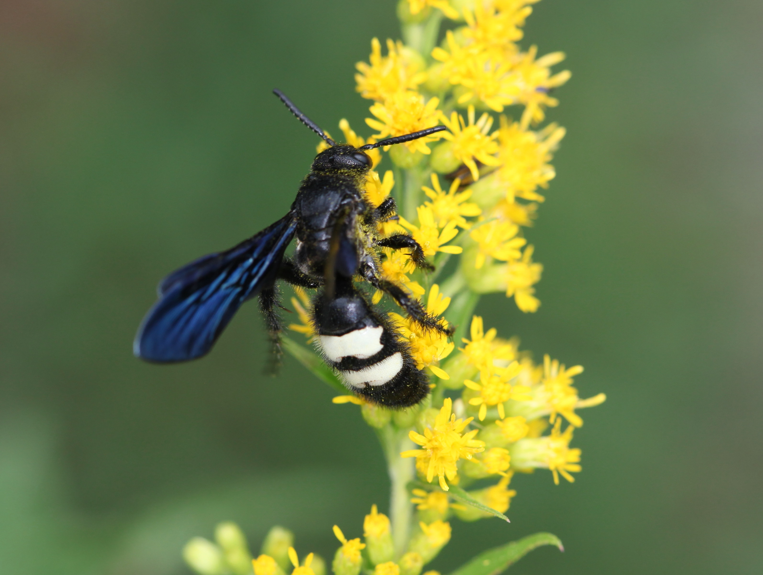 https://upload.wikimedia.org/wikipedia/commons/9/9d/Double_Banded_Scolid_Wasp_%2820708602628%29.jpg