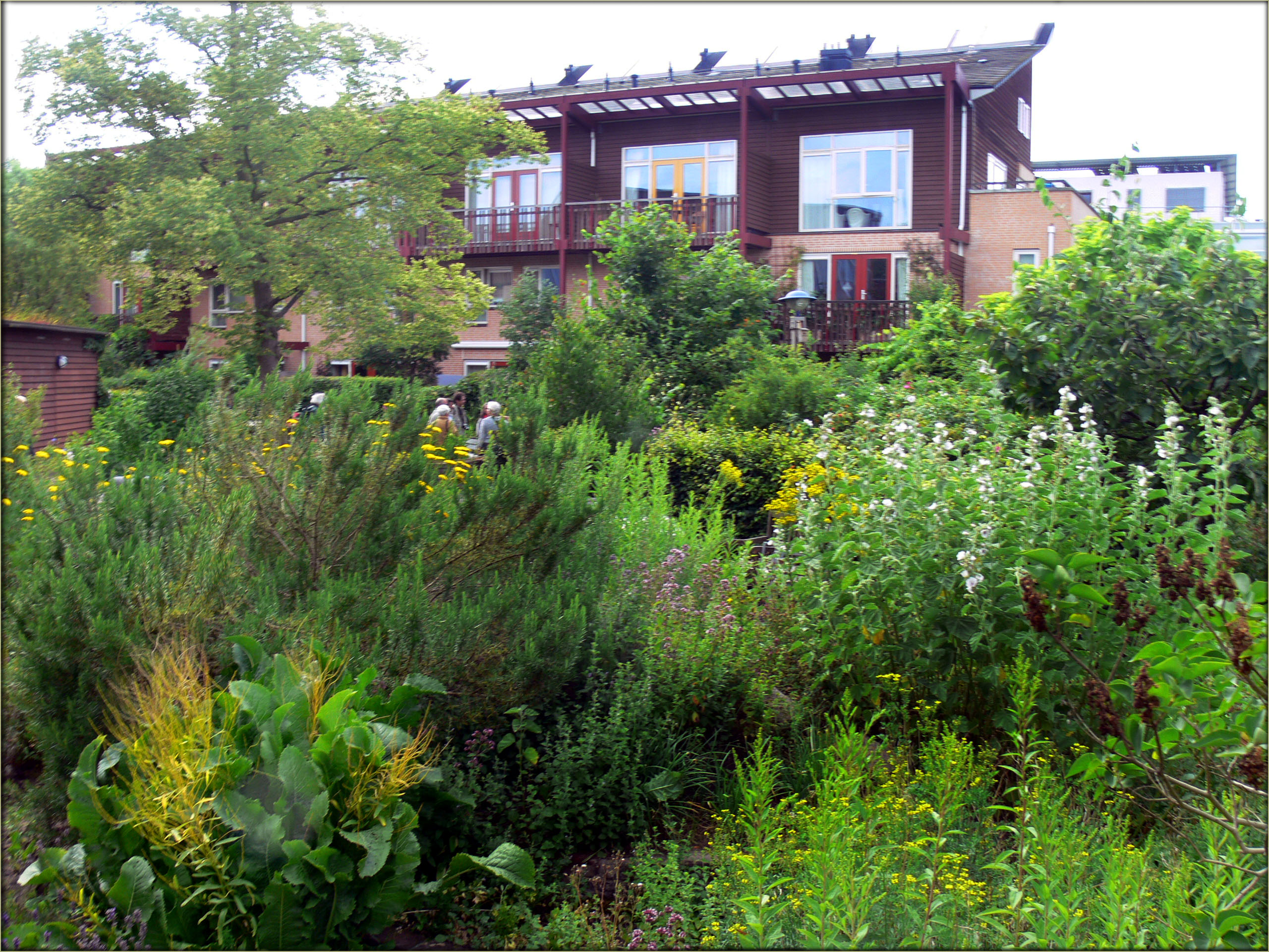 A lush permaculture garden backed by a line of row houses.