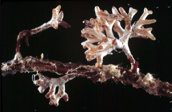 File:Ectomycorrhizae 001.jpg