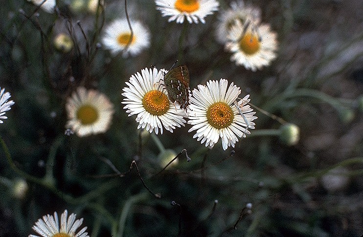 File:Erigeron-modestus01.jpg