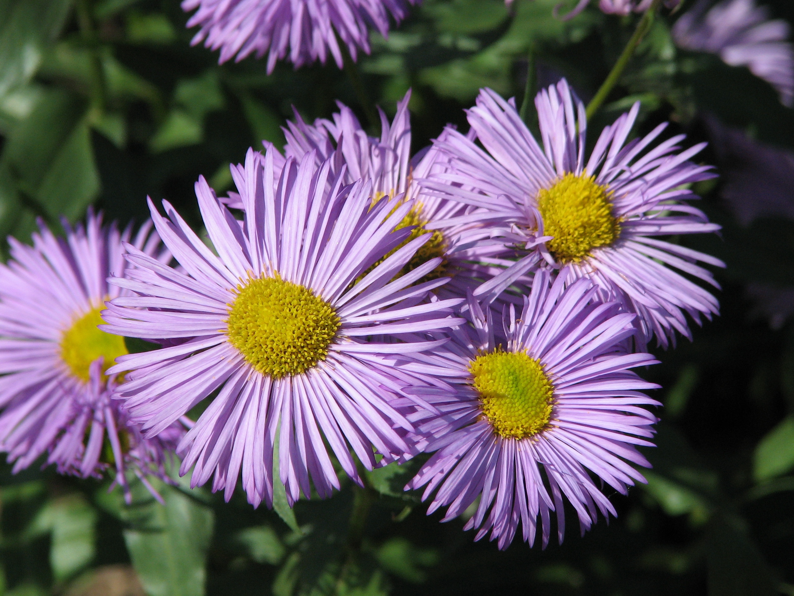 Эригерон Карвинского Erigeron karvinskianus