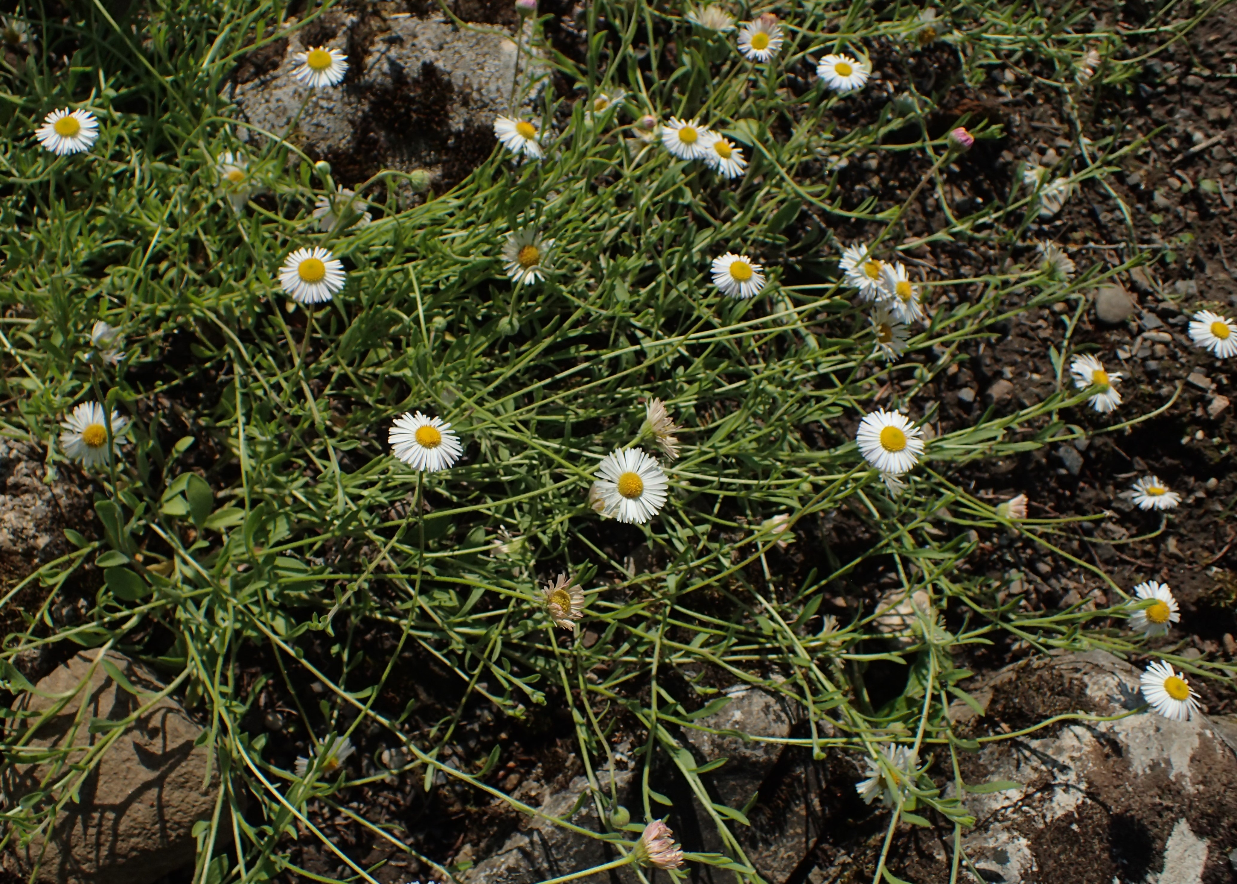 Erigeron macranthus Clear Blue русское название