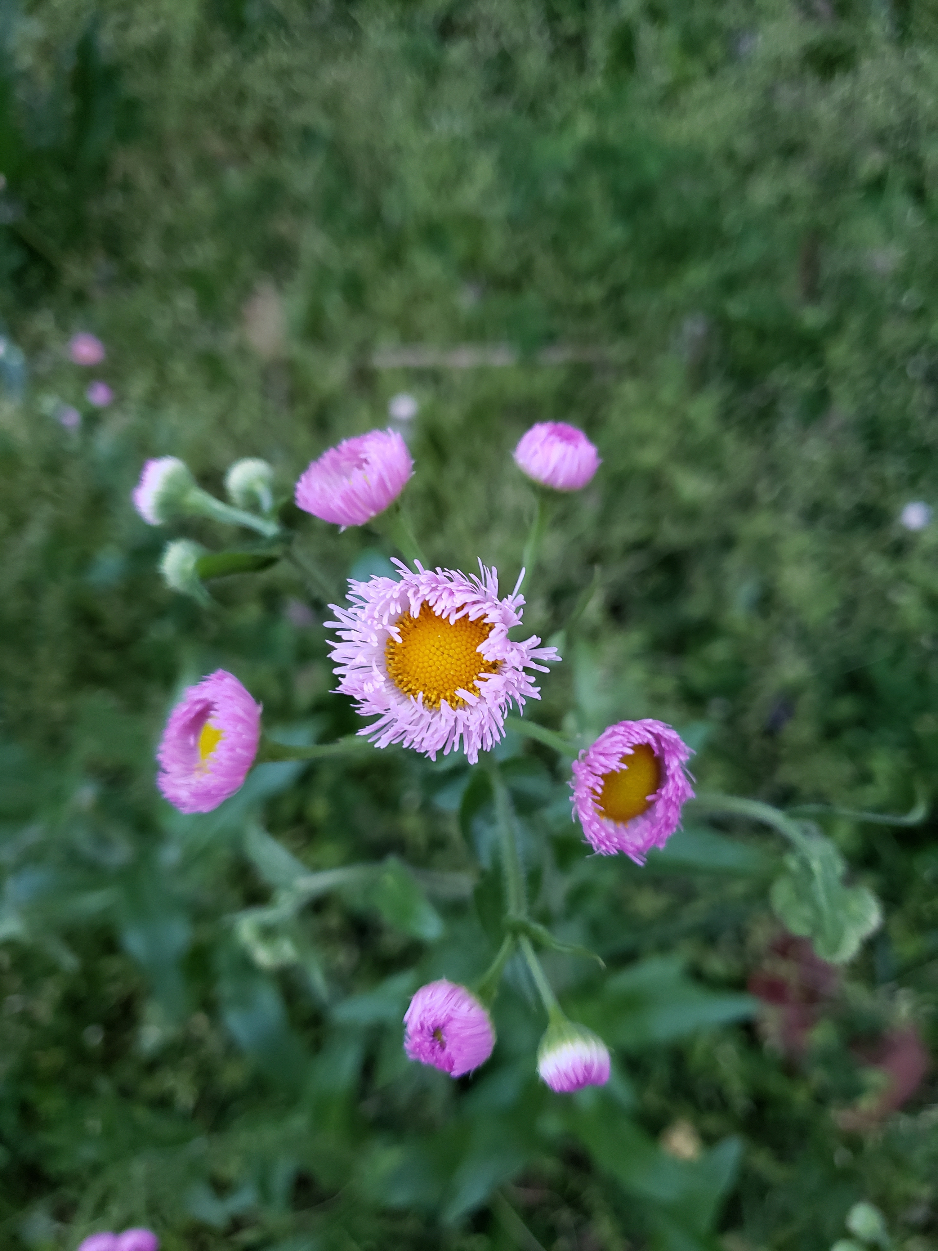 Erigeron macranthus Clear Blue русское название