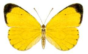 <i>Eurema smilax</i> Species of butterfly