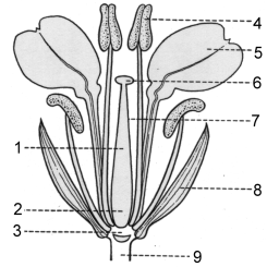 Schema van een bloeme