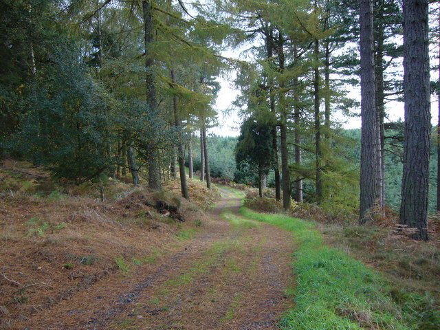 Forest track near the top of Shepherdskirk Hill - geograph.org.uk - 265632