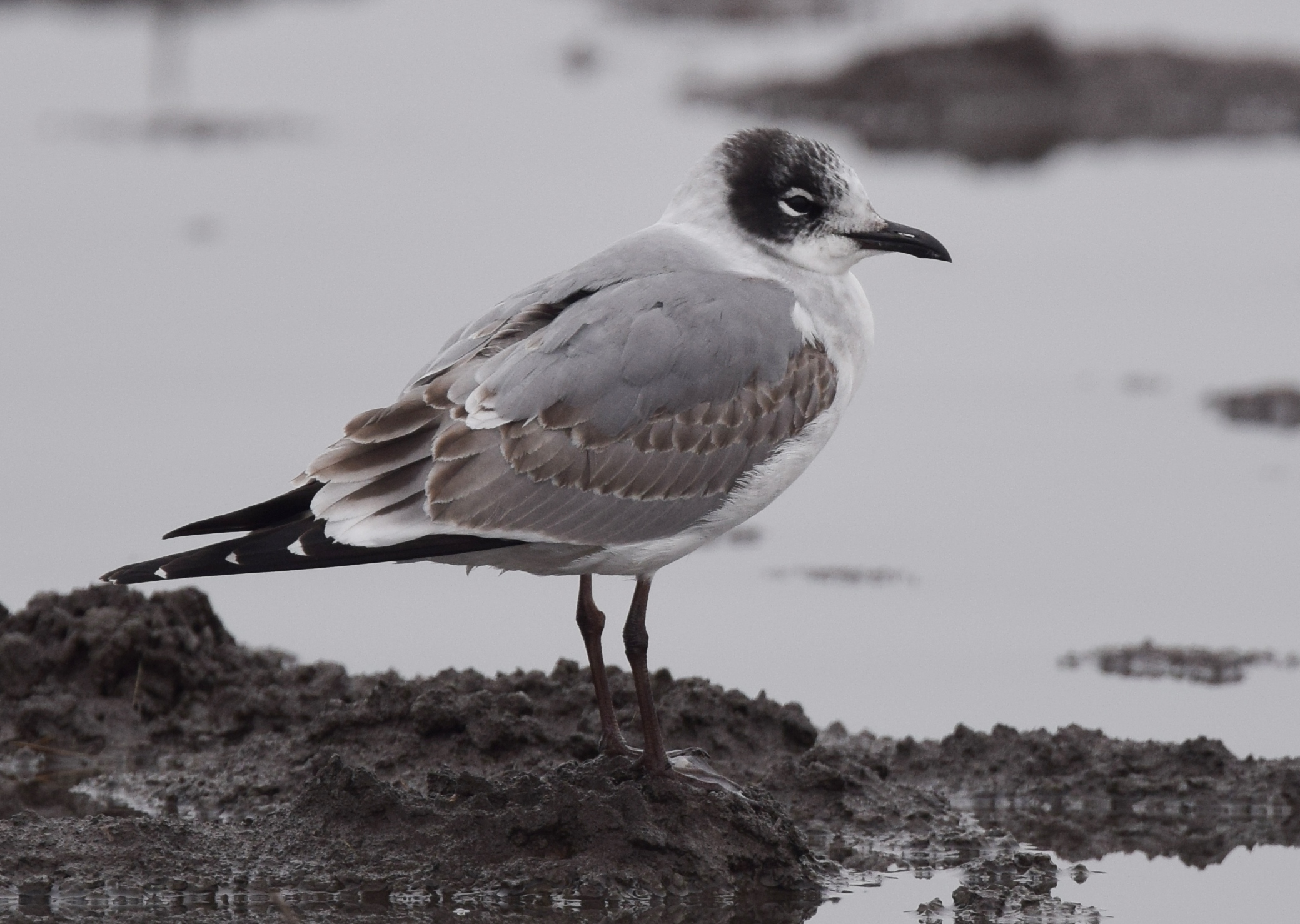 Franklin's Gull (30480126264).jpg