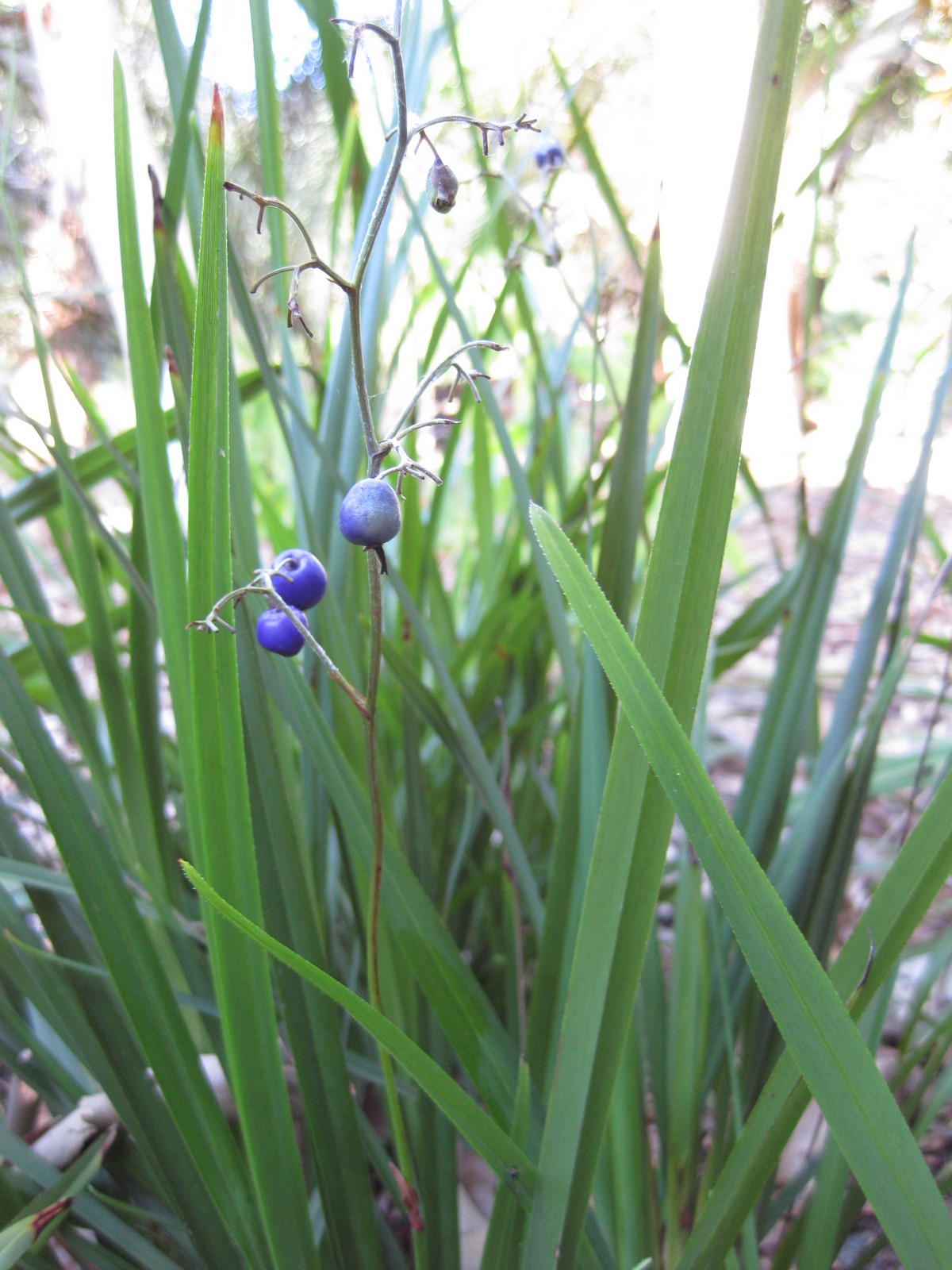 Дианелла уайт иглс. Дианелла Дианелла. Dianella caerulea. Дианелла Блю стрим. Dianella Blue Stream.