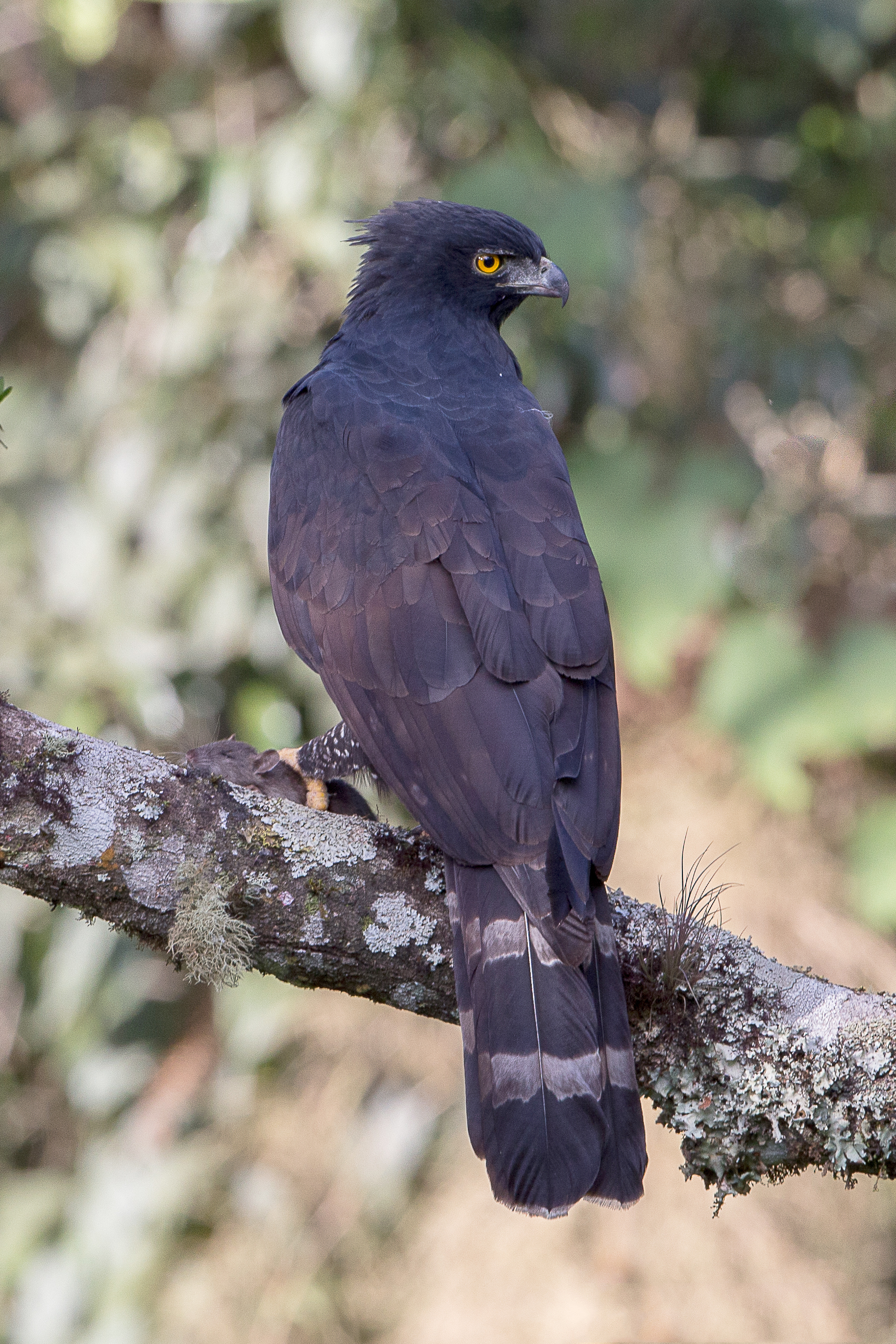 Black hawk-eagle - Wikipedia