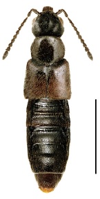 Gnypeta dentata