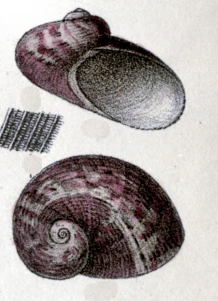 Granata elegans 003.jpg