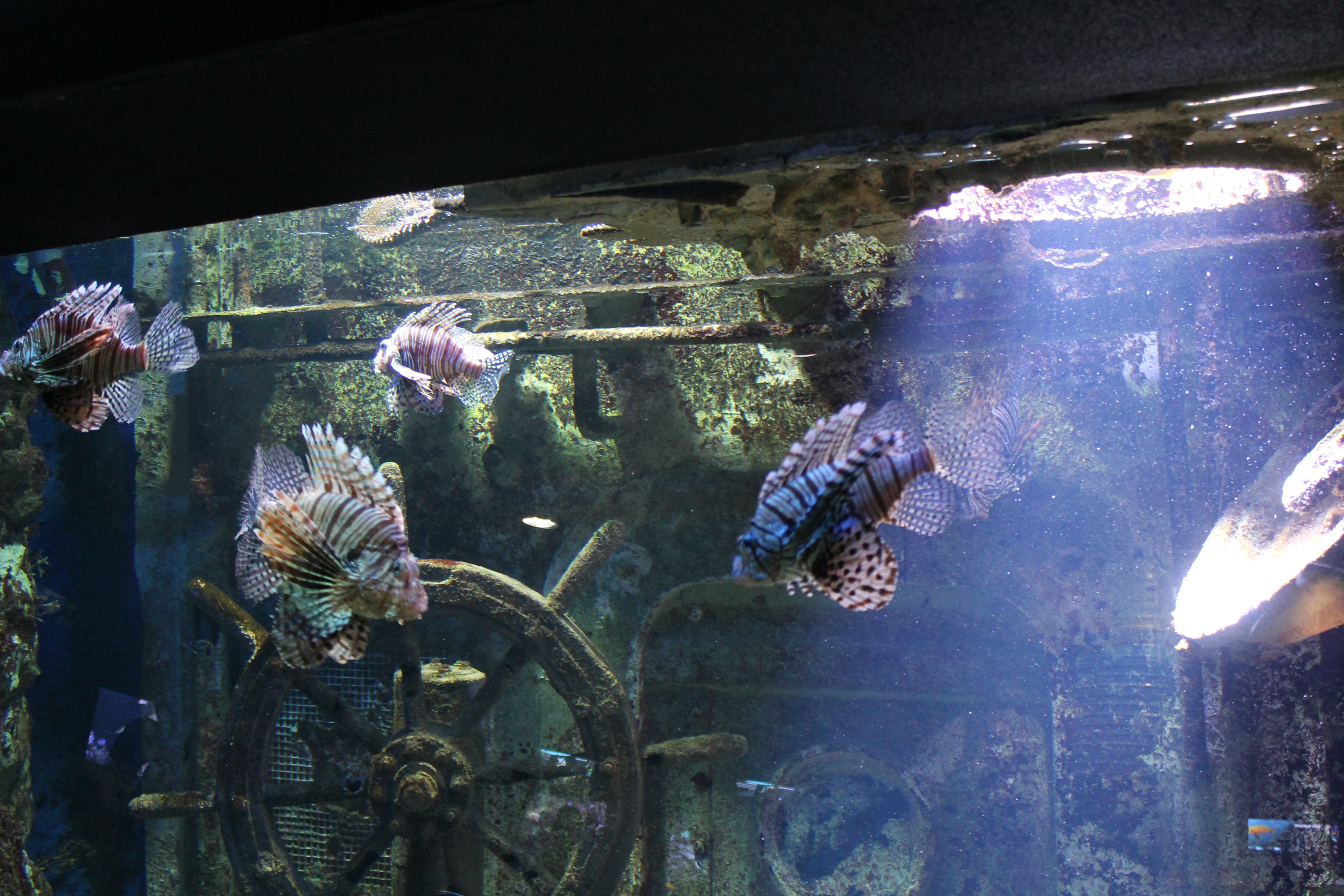 Гранд аквариум. Grand Aquarium Saint-malo). Океанариум Крым. Евпаторийский аквариум. Океанариум Евпатория.