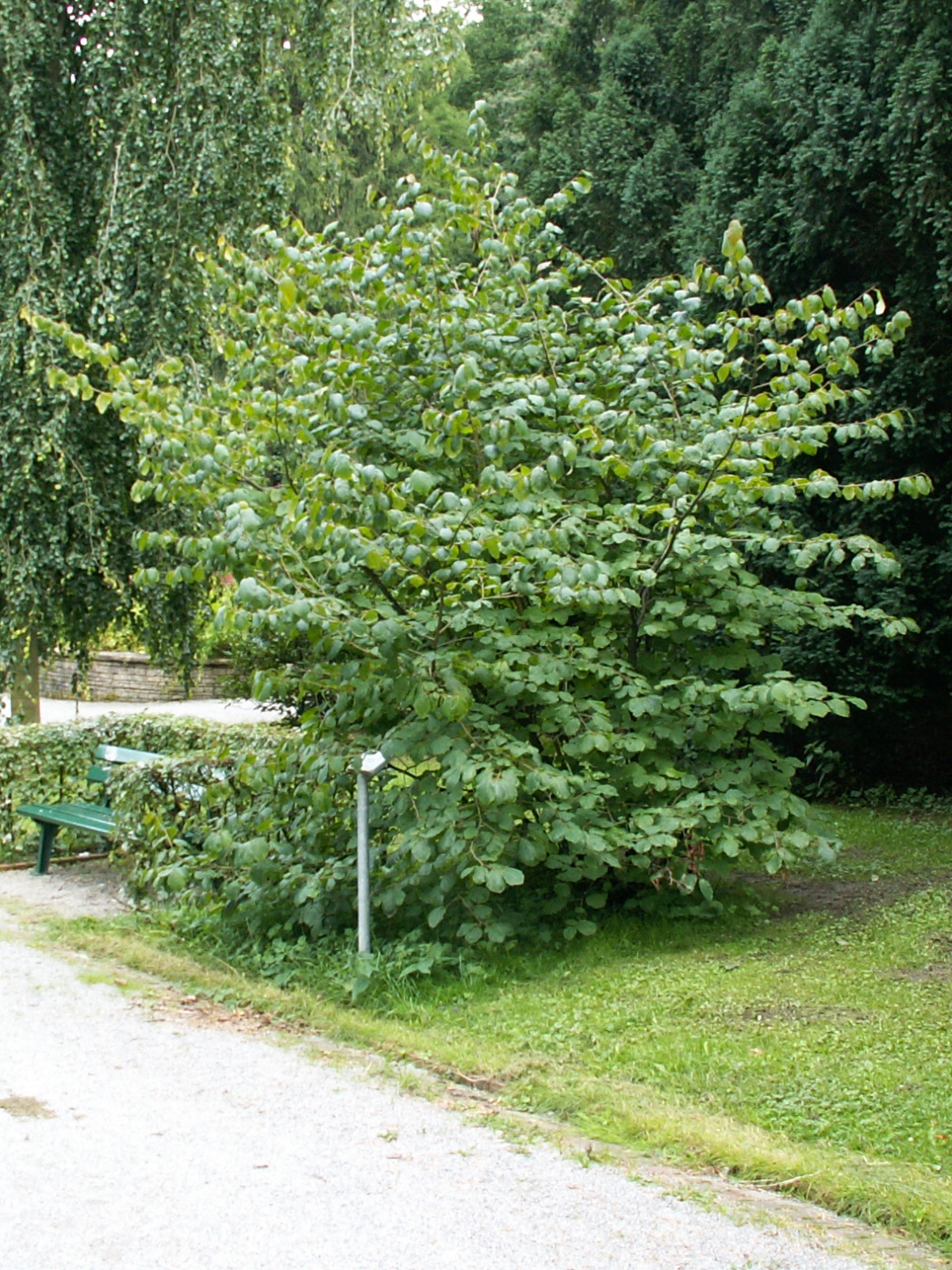 Hamamelis japonica - Wikispecies