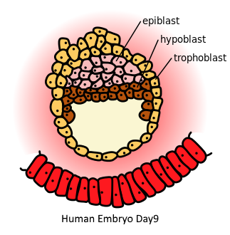 File:Human Embryo Day9.png