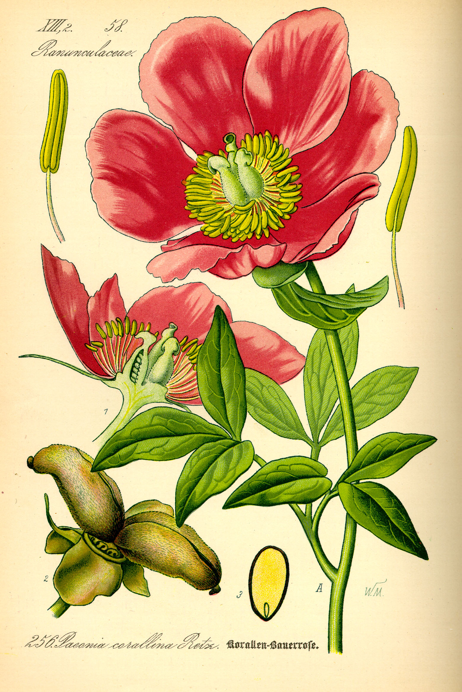 Paeoniaceae - Wikipedia, la enciclopedia libre