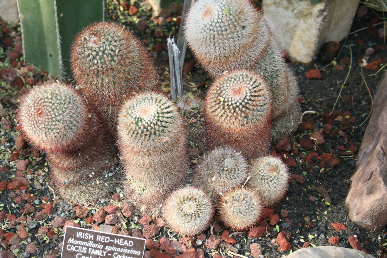 Image result for Mammillaria spinosissima  wikipedia