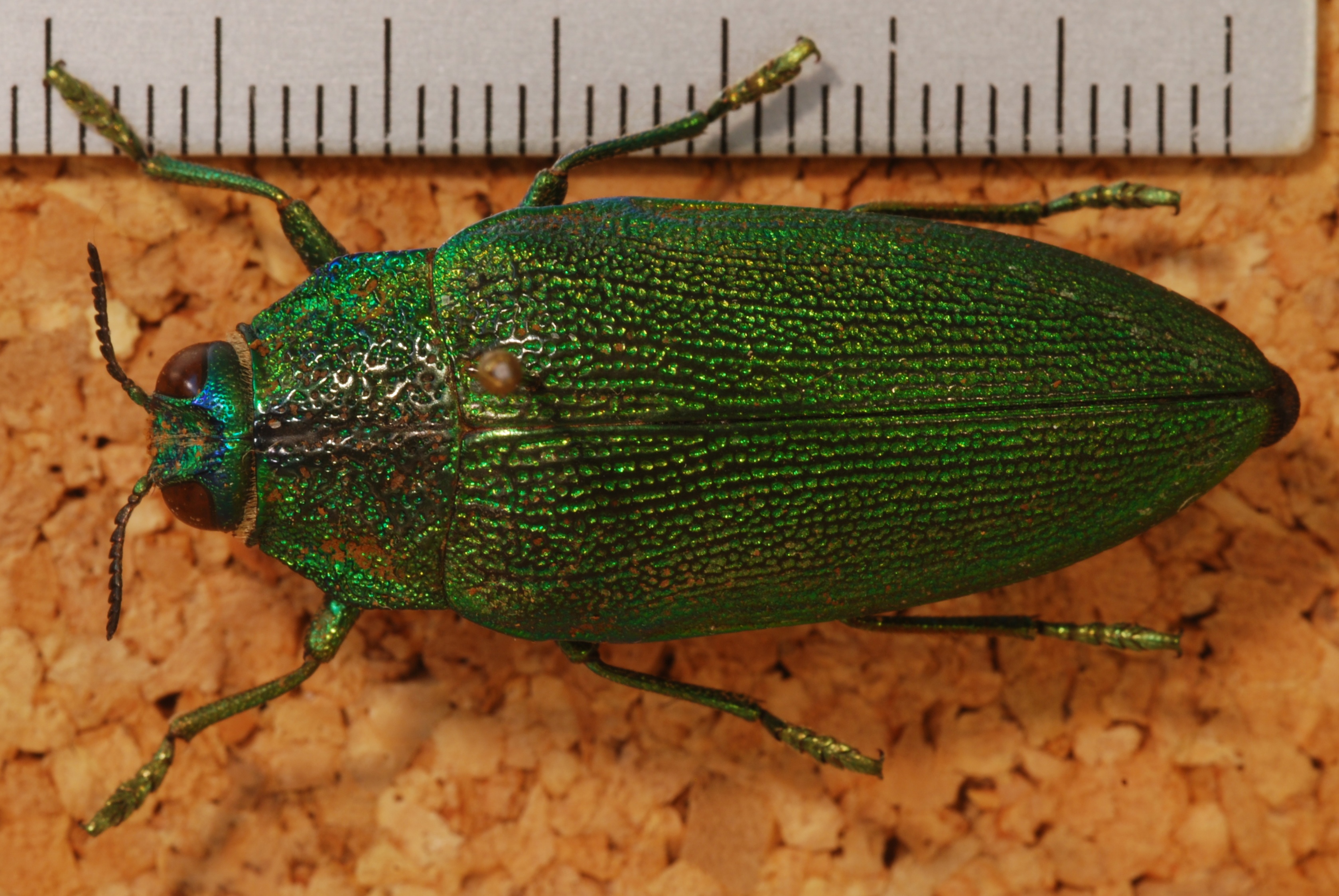 Jewel Beetle (Steraspis squamosa) (8250439976).jpg