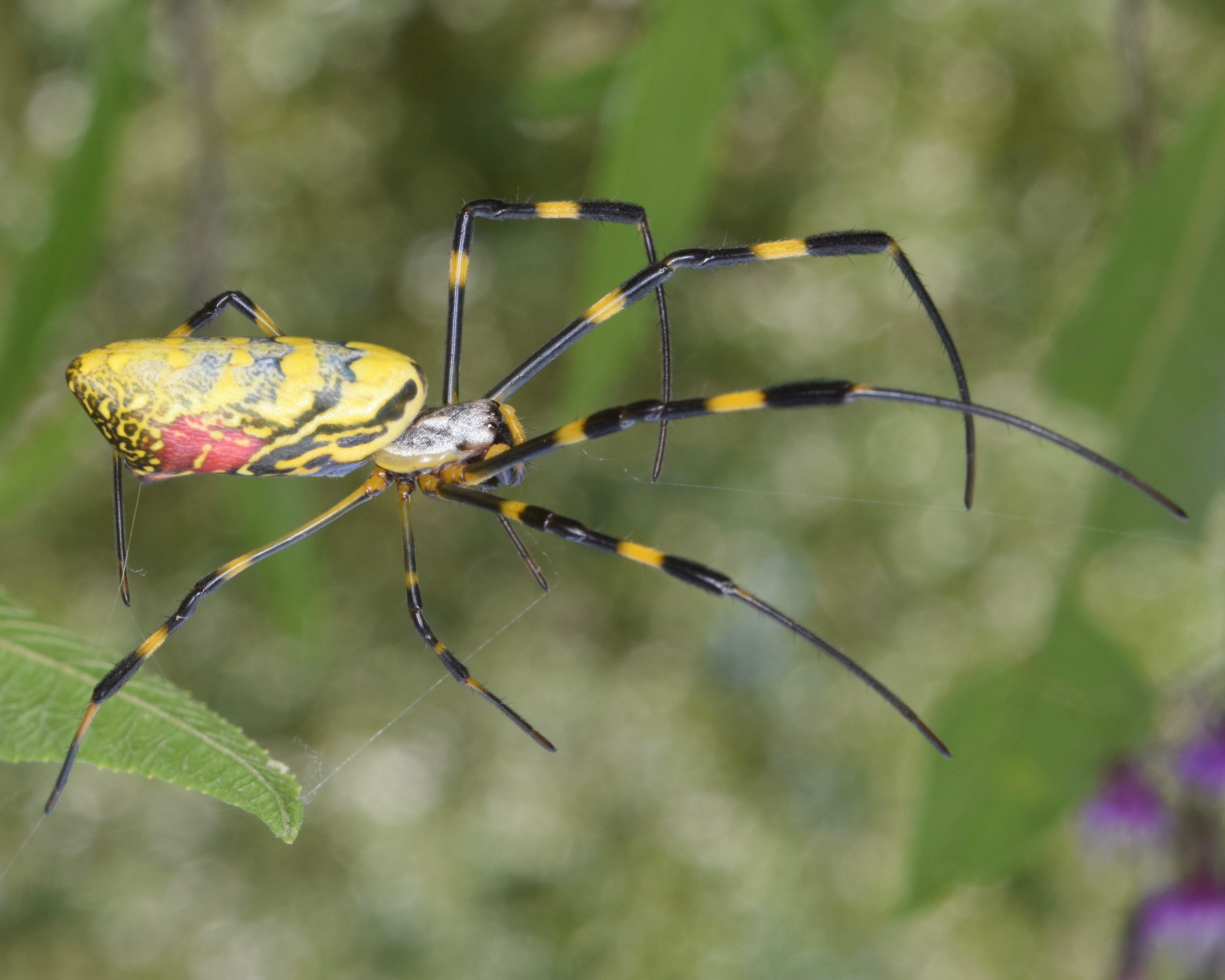 No, you don't need to worry about joro spiders : NPR