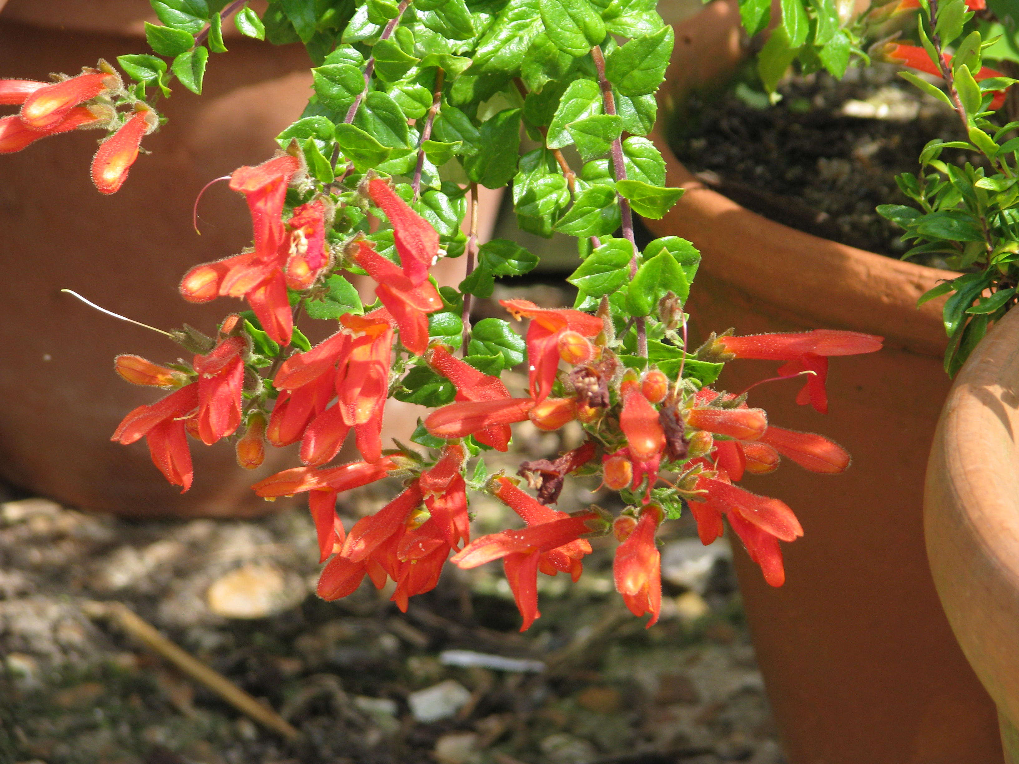 Keckiella cordifolia (9344381124).jpg